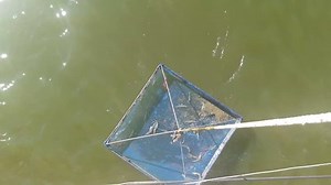 Feed Check Shrimps Square Dip Net Stock Footage Video (100% Royalty-free) 23948998 | Shutterstock