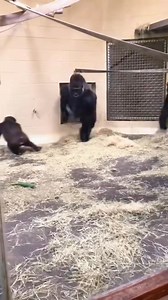 6.6K views · 92 reactions | When the monkey is more dramatic than your ex #monkey#fouryoupage#funny#fypシ#pets#usaus#foryou | Impossible Not to Like Animals | Facebook