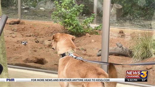Living Desert hosts first-ever 'Dog Day at the Zoo'