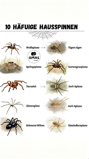 117K views · 135 reactions | ️ **Achtung, Spinnen im Haus!** ...