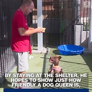 193K views · 2.1K reactions | Queen—a 3-year-old terrier mix—hasn’t been adopted in more than 400 days. So a Kansas City man has moved in with his new furry roommate to raise awareness—and hopefully get her a forever home. https://abcn.ws/30qKrog | The View | Facebook