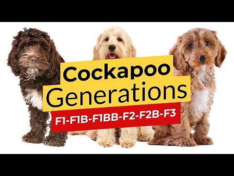 Cockapoo Generations: F1 🐶 F1B 🐶 F1BB 🐶 F2 🐶 F2B 🐶 F2BB 🐶 F3 🔴 2023 🔴