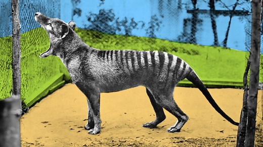 Plans to bring extinct thylacine back to life involves partnership with Tassie wildlife sanctuary
