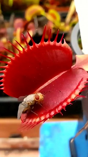 Chomp chomp #reels #reelsvideo #reelsviral #asmr #ASMR #viral #fyp #trend #trendingreels #trending #plant #reels #reelsviral #reelsinstagram #reelsvideo #trendingnow #reelsvideo #Facebookreelscontest | Carnivorous Plants