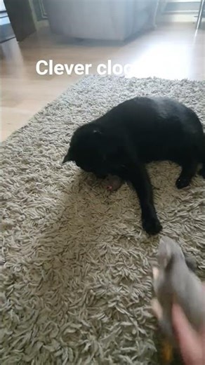#blackcat #shaddow #catsofyoutube