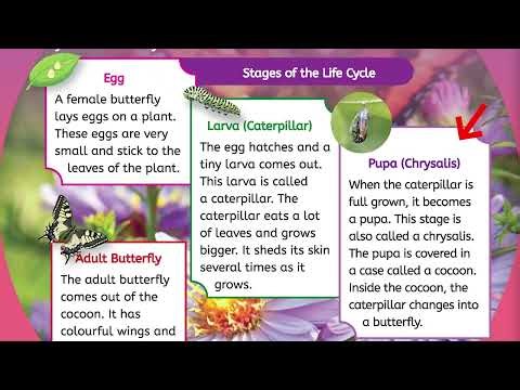 Science 3 Unit 3 Lesson 3 | Page 33-34 Exercises Explained! 📘✨