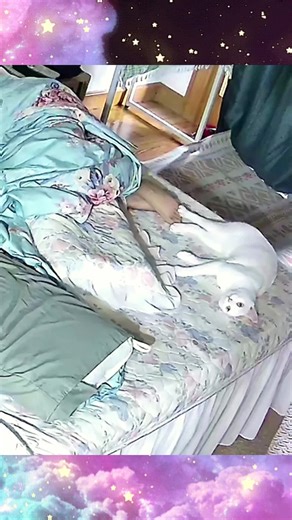 Best Cat Moments: Human vs. Cat Showdown