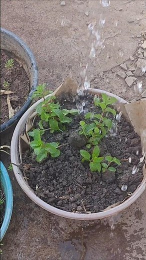 The Easiest Way to Grow Mint in Containers/Pots
