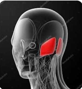 Function of occipitalis muscles