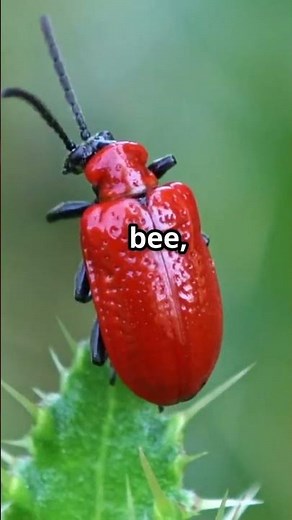 Facts: What Is The Function Of Antennae In Insects? #insect #bugs #antennae