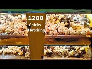 Homemade 1200 Eggs INCUBATOR - Hatch 1200 CHICKS AT HOME