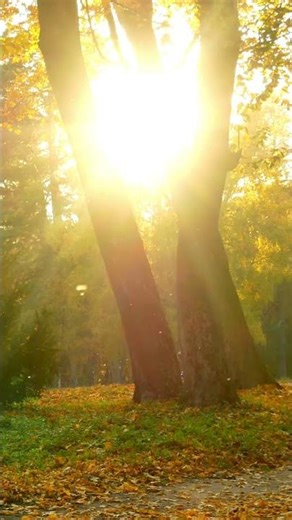 Autumnal Visualisation