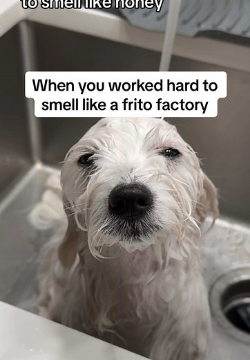 Coton de Tulear Dog's Frito Factory Adventure