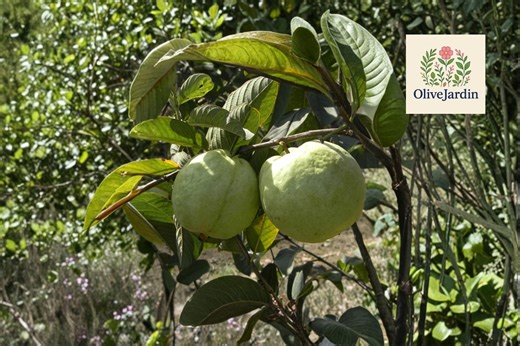 10 Giant Guava Seeds - Large Fruit Psidium Tree - Tropical Edible Plant - Perennial - Etsy