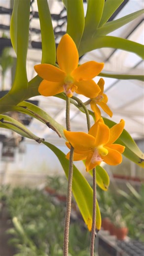 No she’s not two faced, she just has multiple personalities 🍃 Dimorphorchis rossii is a species from Borneo that produces two different looking flowers on the same inflorescence, exhibiting dimorphism. The first two flowers are golden yellow while the bottom ones are a light yellow with red spots. While both flower types are fragrant, the flowers at the top have the strongest aroma.🍃#dimorphorchis #dimorphorchisrossii #dimorphic #orchids #orchideas #orchids #orchidflower #orchidshare #orchidlo