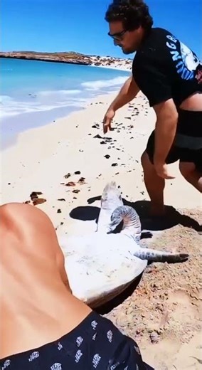 Rescate de la tortuga