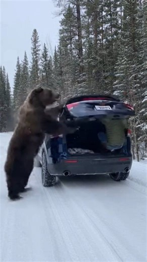 Man vs Bear: Man Escapes Bear Attack by Jumping Into Open SUV Trunk 😱🐻 | Cute Cat Page