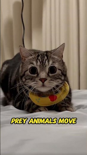 Why Cats Are Crepuscular | Why Cats Wake Up at Dawn and Dusk