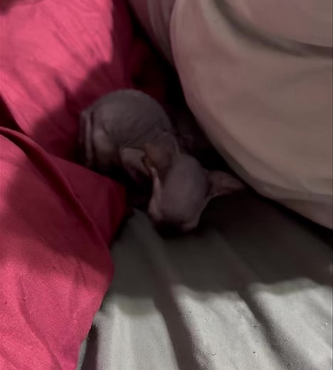 Good morning 🌞 | Momma’s Little Aliens sphynx cattery