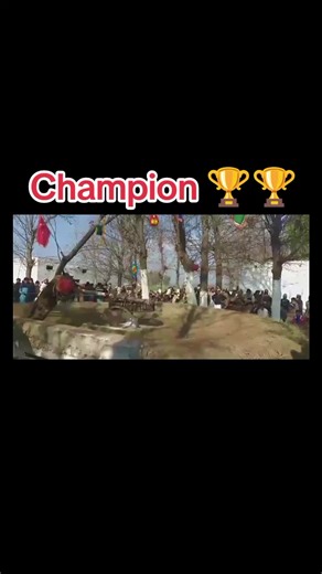 Bull race swabiwall on TikTok