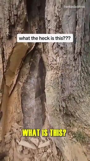 MYSTERIOUS STONE Inside Tree