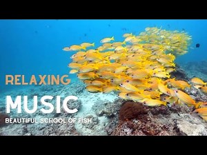 🟣NATURE’S MOST BEAUTIFUL SCHOOL OF FISH SWIM + RELAXING MUSIC | AQUATIC SOUNDS