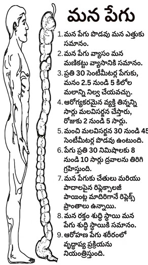 Mind-Blowing Facts About Your Colon! 🧠ugu Health Tips #teluguhealthtips
