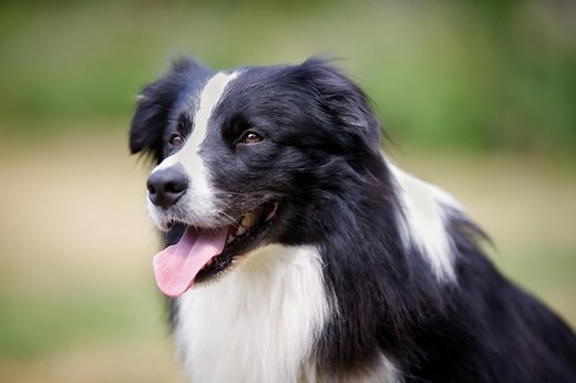 Is the Border Collie a Good Fit for You?