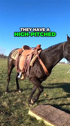 Learn to understand horse vocalizations! This video explores the fascinating differences between horse and dog communication, showing how pitch indicates mood. Discover how horses use low tones for calm and higher tones for alarm, unlike dogs. Perfect for horse lovers and animal communication enthusiasts! #HorseCommunication #EquineBehavior #AnimalSounds #HorseTraining #DogCommunication #AnimalLovers #Nature #HorsesOfInstagram #Wildlife #EducationalVideo | Ed's Walking Horses