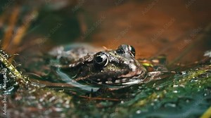 Green frog sits in a swamp close-up. Frog in the pool on floating aquatic plants, in water of different levels, close-up. Toads and frogs near the water in a pond on a spring day.