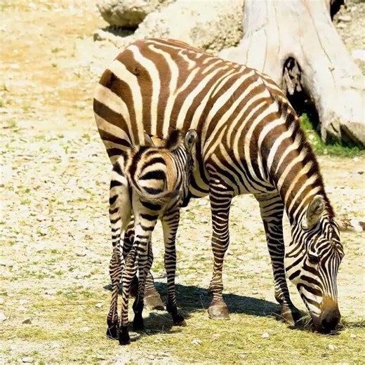 🦓 Adorable Baby Zebra! Cute & Playful Wildlife Short