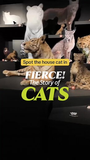 Come face-to-face with felines big and small! From sabertooths to L.A.’s iconic cats, this immersive exhibition brings the world of cats to life. | Natural History Museum of Los Angeles County