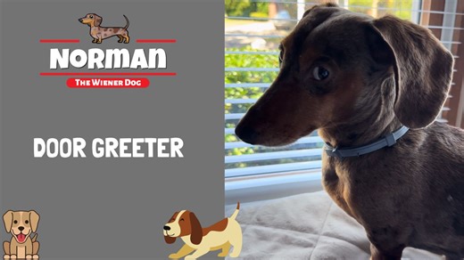 Door Greeter 😁🐶 My happy dance greeting - my tail goes a mile a minute, I get so excited, & immediately want belly rubs & play time 😜💙 | Norman The Wiener Dog