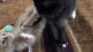 Bo & Luke Playing 😻❤ We have kittens! Not me exactly but my mom ( Anakin's Grandma ). She's had them for a little over a week. Our vet thinks they are now about 5 weeks old. They are doing great & are named Bo ( orange ) & Luke ( black & white ). They are so cute & I'll be taking care of them for the next week or so & I'll post more pics & videos. Short Backstory - Their mom was someone's outside cat & was hit by a car & died. The kittens didn't have anyone to take care of them. They had 2 sibl