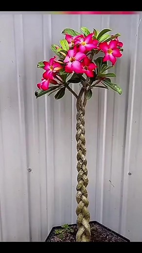 669K views · 8.3K reactions | #graftingtechniques #grafting #cuttings #garden #gardenproject #gardening #gardeningvideos #gardeningtips #gardendesign #wabisabi #landscape #rooting #bonsai #pruning #wabisabigarden #gardendecorideas # #gardencrafts | Earthly Garden | Facebook