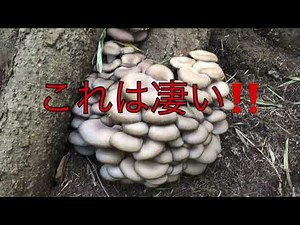 ヒラタケ採りの注意点