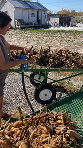 Every fall, we dig up our dahlia tubers, spray them off, dry them in the greenhouse, and store them in vermiculite for the winter. In the spring, we divide them to plant more dahlias. It is a labor of love. 💐 | Finley Farms