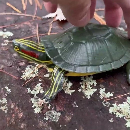 Turtle Shell Fact! 🐢 Shell is Part of Their Skeleton! Reptile Facts