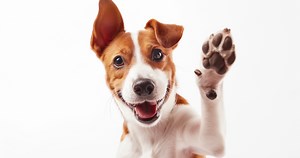 Top 10 Most Unique Dog Names Of 2024