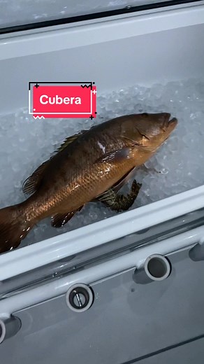 Mangrove Snapper in Florida Waters