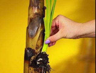 Planting Experiments with Surprising Results