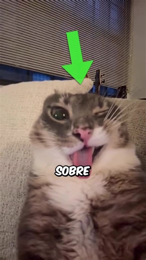 Datos Increíbles Sobre las Gatas y su Comportamiento