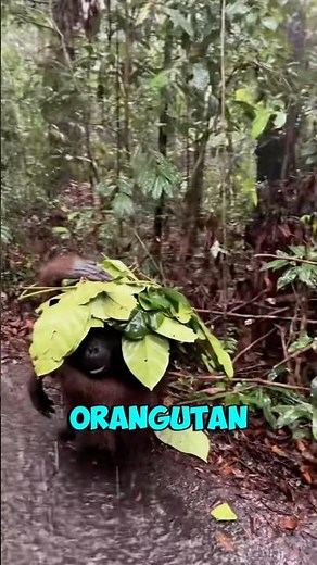 These Tourists Were Surprised the Orangutan Actually Knew How to Keep His Hair Dry!