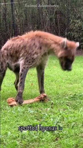 How Hyenas Use Their Jaws to Crush Bones #animals #shorts #short