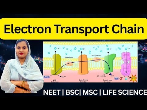 Electron Transport Chain (ETC) Explained | Oxidative Phosphorylation | Cellular Respiration