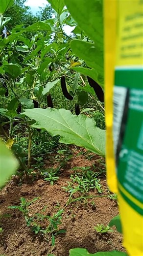 Vinegar/Dishwashing Liquid/ Baking Soda For insecticide and Fungicide 👌 #agriculture #gardening #farming | J-z Mediado