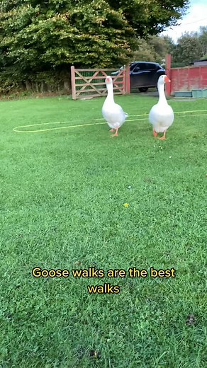 Glen and Honk: Goose Walk Fun