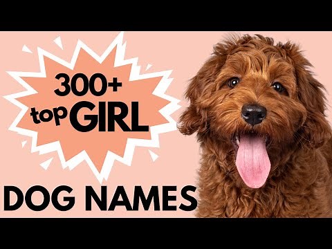 300+ Unique Female Dog Names | Girl Dog Names
