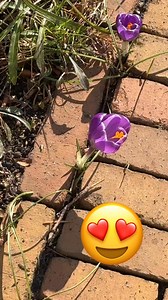 28K views · 52 reactions | I love spring flowers! | Tips, Tricks & Funny Clips | Facebook