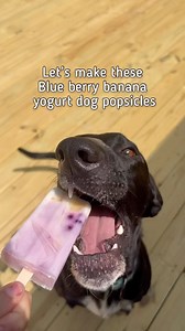 Beat the summer heat with these homemade frozen treats for your furry friend! 🐾🍦 Try out this easy Dog Popsicle recipe and watch your pup’s tail wag with excitement. It’s super easy and only requires 3 ingredients! 😍 #dogpopsicles #DIYdogtreats #summerfunwithpets #pawz #pawzsavesthedogs | Pawz Saves Dogs
